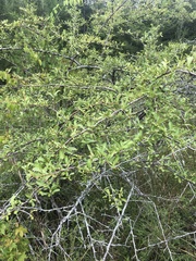 Pyracantha fortuneana