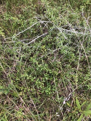 Pyracantha fortuneana