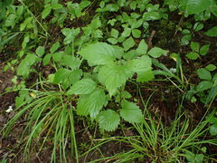 Viburnum recognitum image
