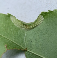 Phyllonorycter propinquinella