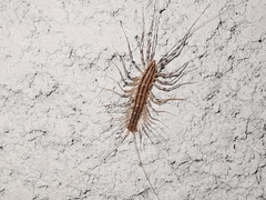 Scutigera coleoptrata