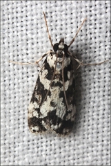 Eudonia aphrodes