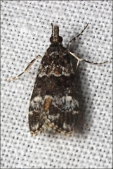 Eudonia protorthra