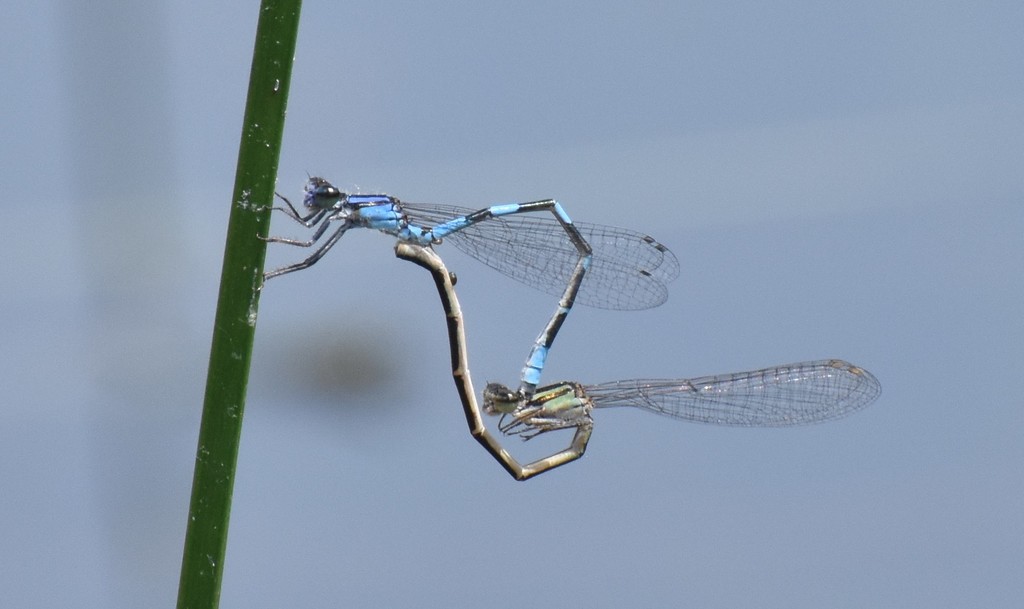 Little Bluet