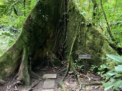 Dussia macroprophyllata