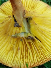 Phylloporus foliiporus