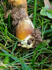 Phylloporus foliiporus