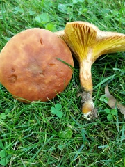 Phylloporus foliiporus