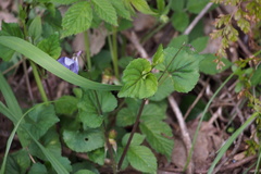 Viola grypoceras