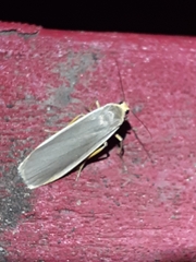 Eilema lurideola