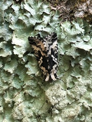 Syngrapha rectangula