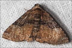 Aporoctena