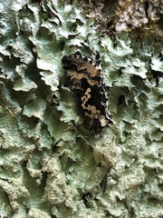 Syngrapha rectangula