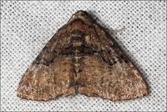 Aporoctena
