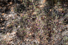 Monardella douglasii