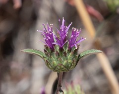 Monardella douglasii