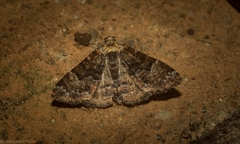 Aporoctena scierodes