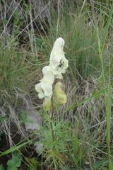Aconitum anthora
