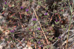 Monardella douglasii