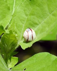 Praticolella mexicana