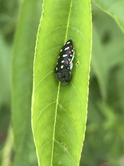 Acmaeodera gibbula