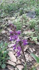 Orchis anatolica