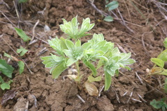 Actinolema macrolema