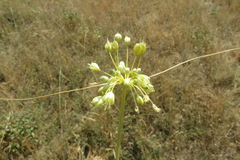 Allium pseudoflavum