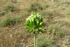 Allium dictyoprasum