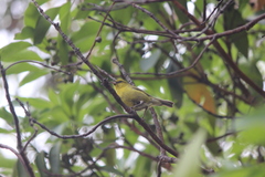 Chlorodrepanis flava