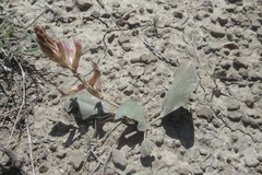 Astragalus holophyllus