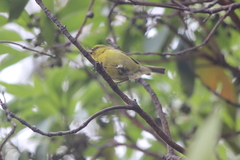 Chlorodrepanis flava