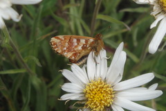 Boloria caucasica