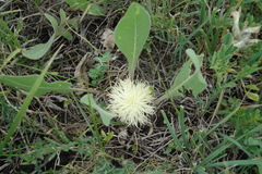 Centaurea rhizantha