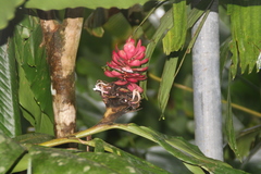 Alpinia purpurata
