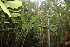 Alpinia purpurata