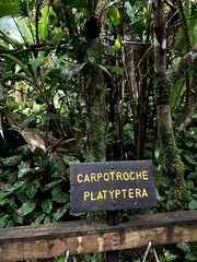 Carpotroche platyptera