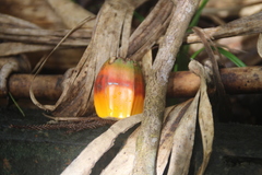 Pandanus
