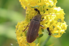 Dascillus cervinus