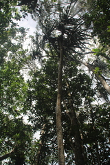Pandanus