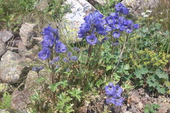 Delphinium foetidum