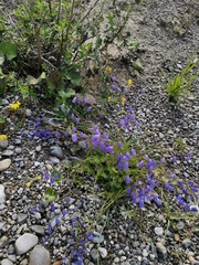 Campanula cespitosa