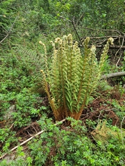 Dryopteris wallichiana