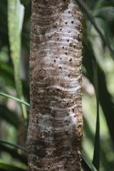 Pandanus