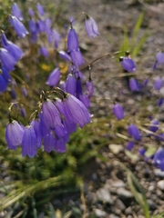 Campanula cespitosa