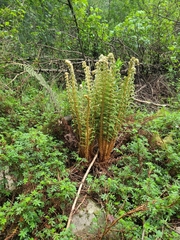 Dryopteris wallichiana