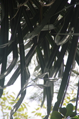 Pandanus