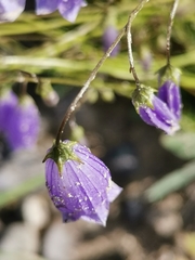 Campanula cespitosa