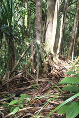 Pandanus