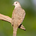 Inca Dove - Photo (c) Greg Lasley, some rights reserved (CC BY-NC), uploaded by Greg Lasley